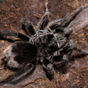 Grammostola pulchra (Brazilian Black)
