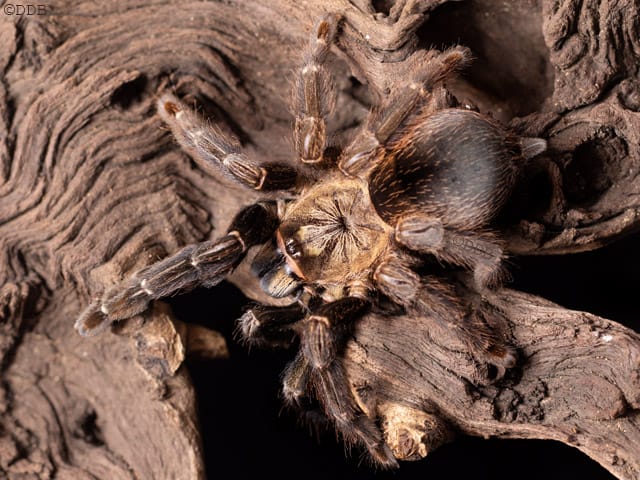 Psalmopoeus reduncus (Costa Rican Orange Mouth)