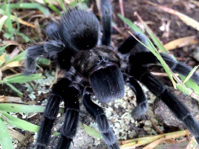 Tliltocatl schroederi (Mexican Black Velvet)