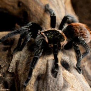 Tliltocatl vagans (Mexican Redrump)