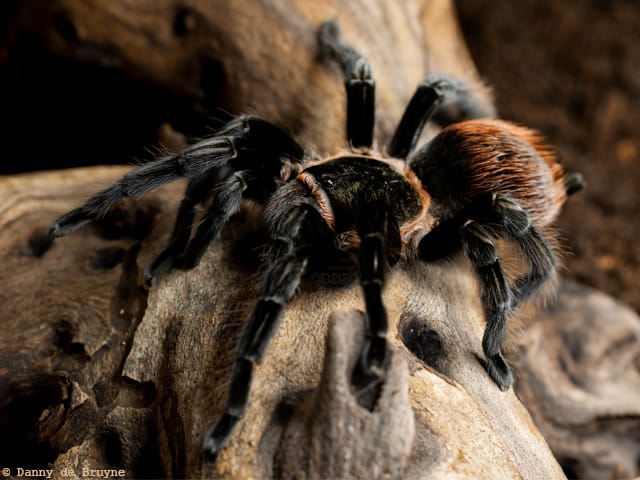 Tliltocatl vagans (Mexican Redrump)