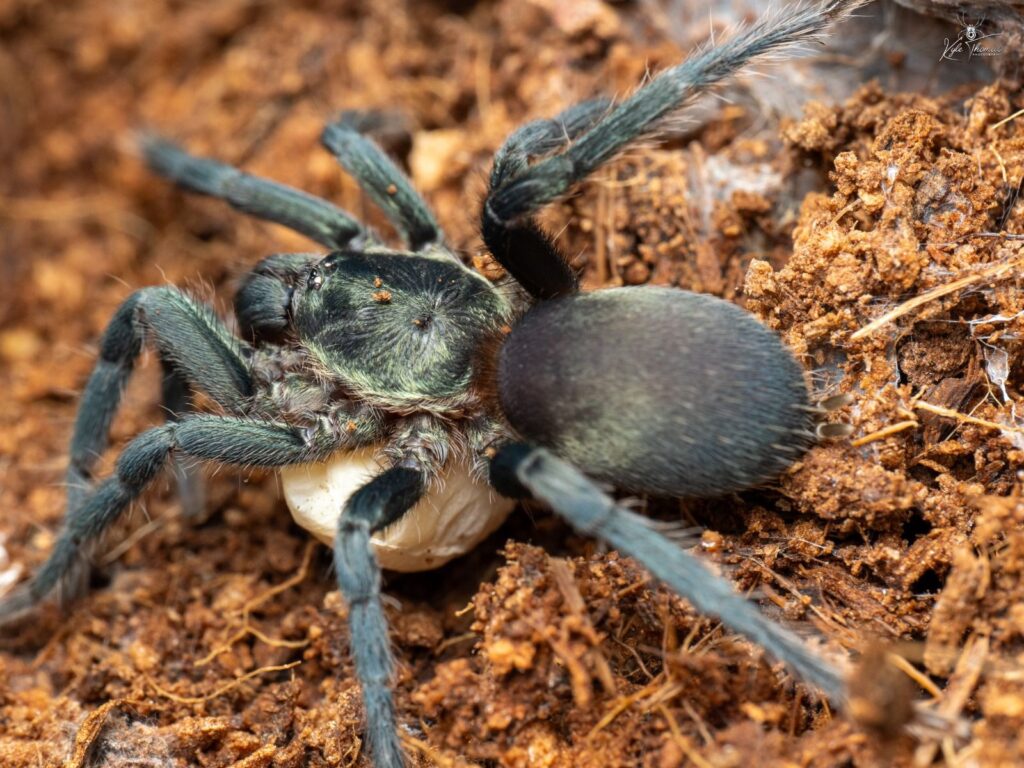 Scopelobates sericeus (Dominican Dwarf Blue)